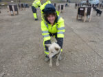 Wendy Powers with Willow, one of the dogs at Green Dog in Svalbard