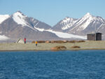 Walruses on Svalbard