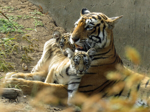 Arrowhead tiger at Ranthambhore and two cubs