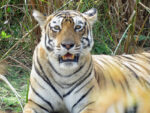 Arrowhead the tiger, in Ranthambhore, India