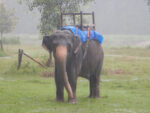 Elephant ride in Chitwan National Park Nepal