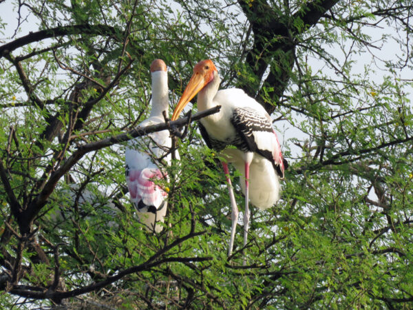 Storks at Keoladeo Naitonal Park, India